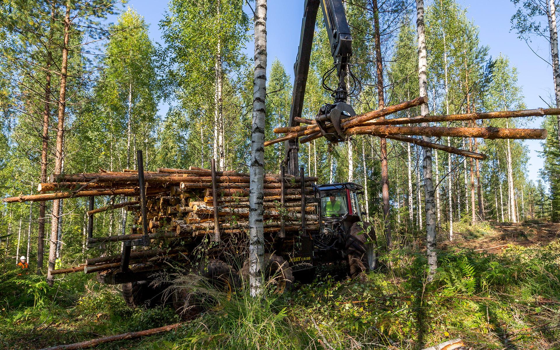 Energiapuun korjuuta metsässä