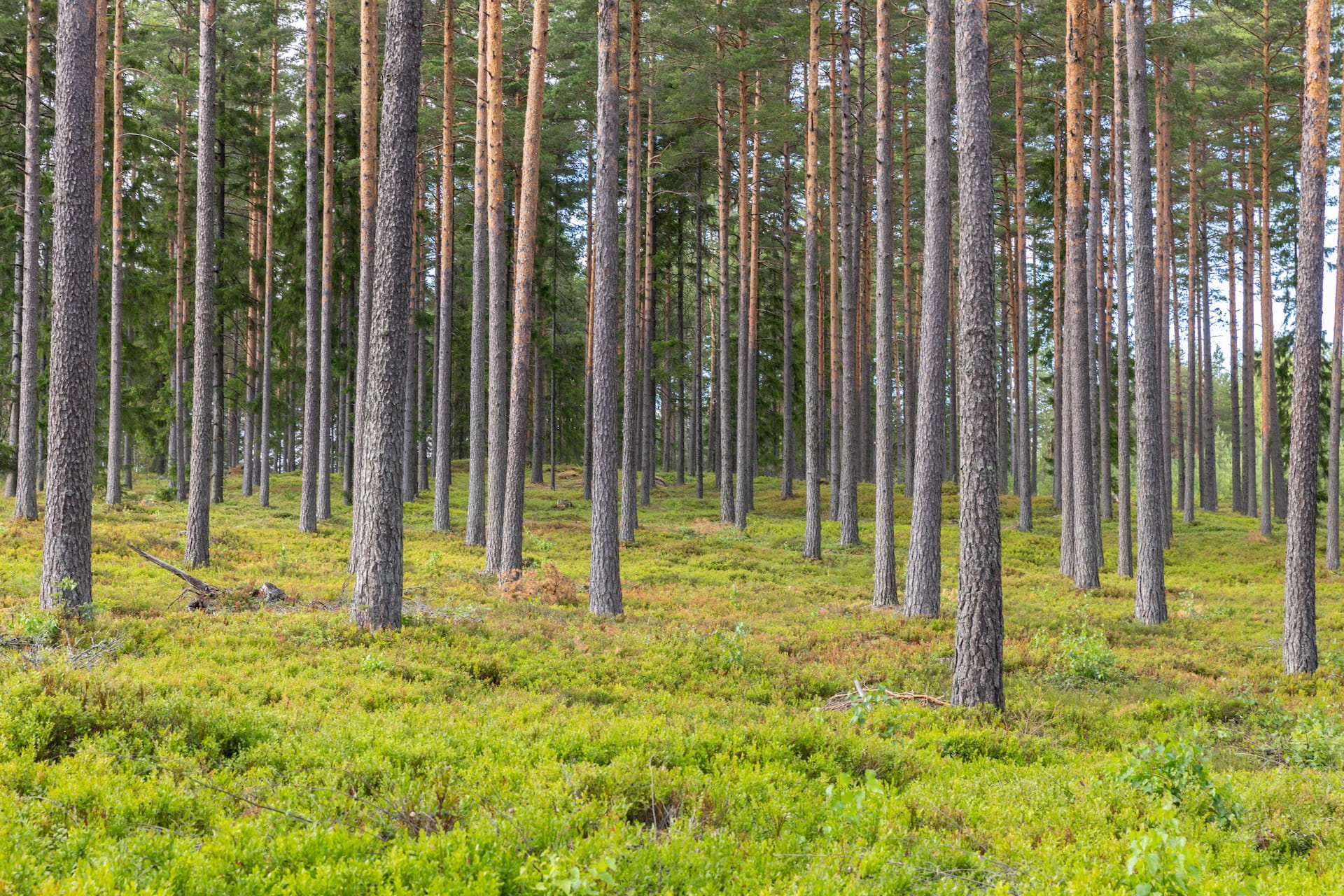 Vitaliseringsgödsling