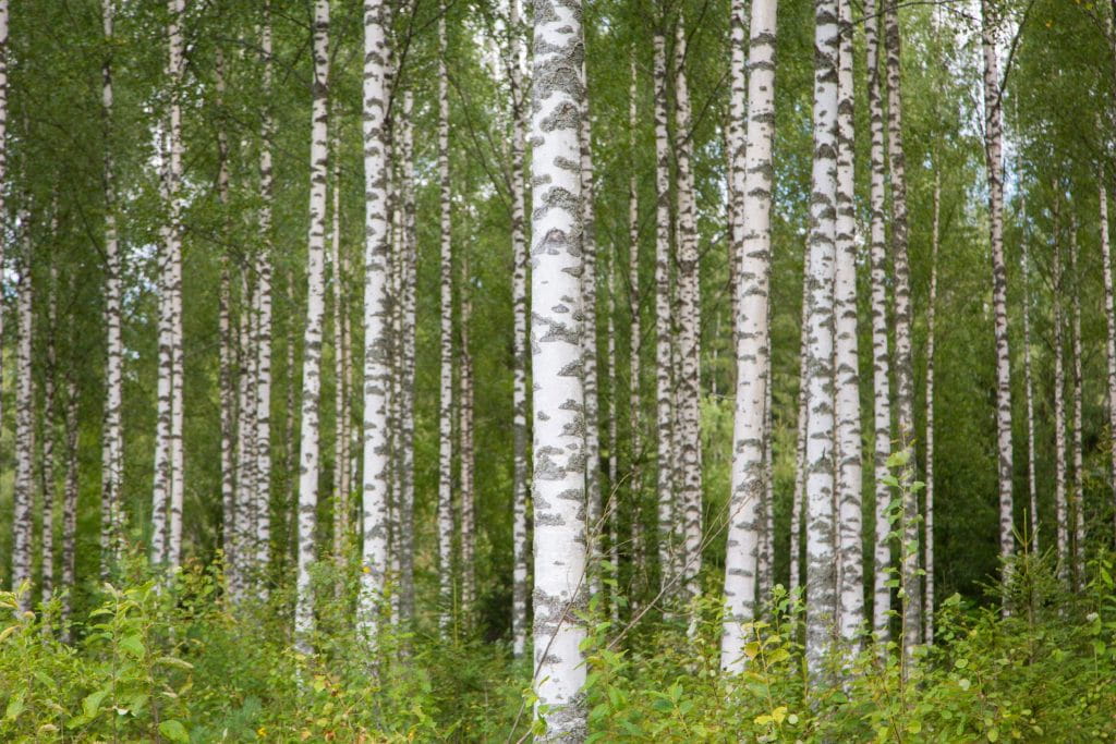 Metsänkasvatuksessa kannattaa suosia lehtipuita havupuun rinnalla.