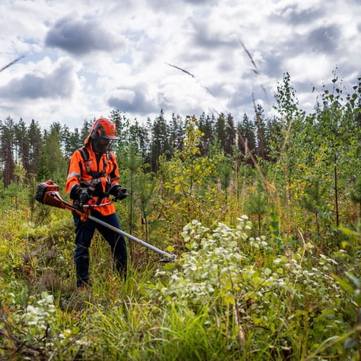 Tidig vård av plantbeståndet