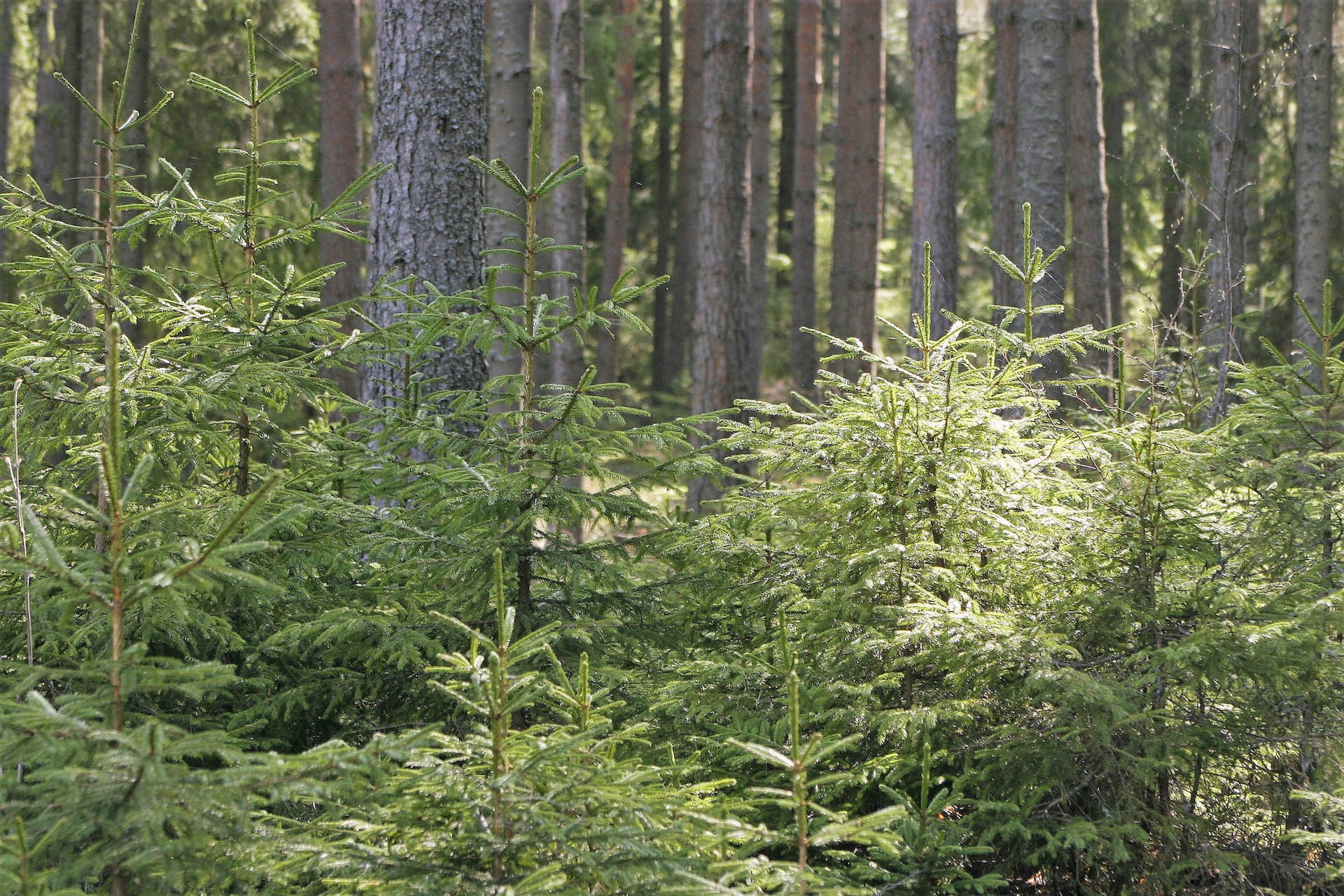 Eri-ikäisrakenteinen metsä