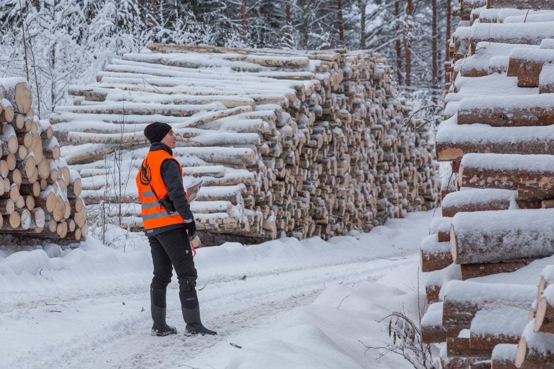 Metsäverotus - tietoa metsänomistajalle