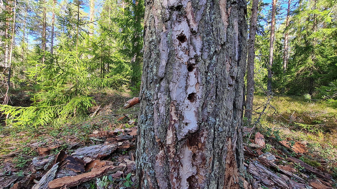 Syyllinen ilmastonmuutokseen löytyy peilistä, ei metsänomistajista