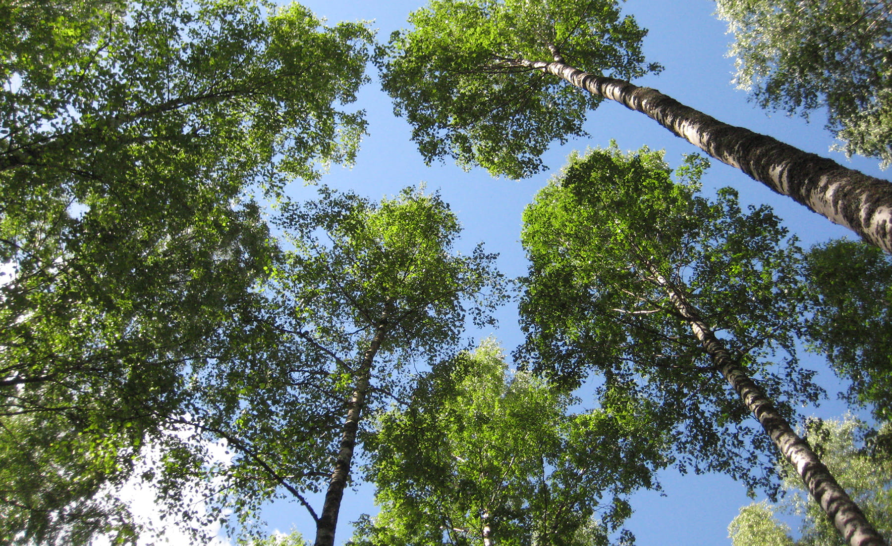 Metsänomistaja ilmastonmuutoksen hillitsijänä