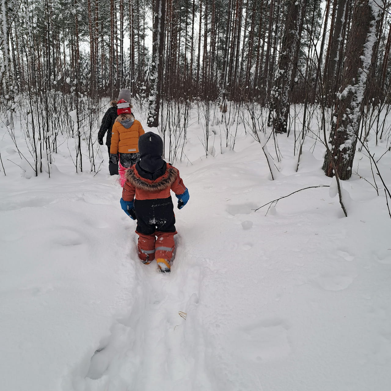 Kauriin jälkiä etsimässä - ota lapset mukaan metsään