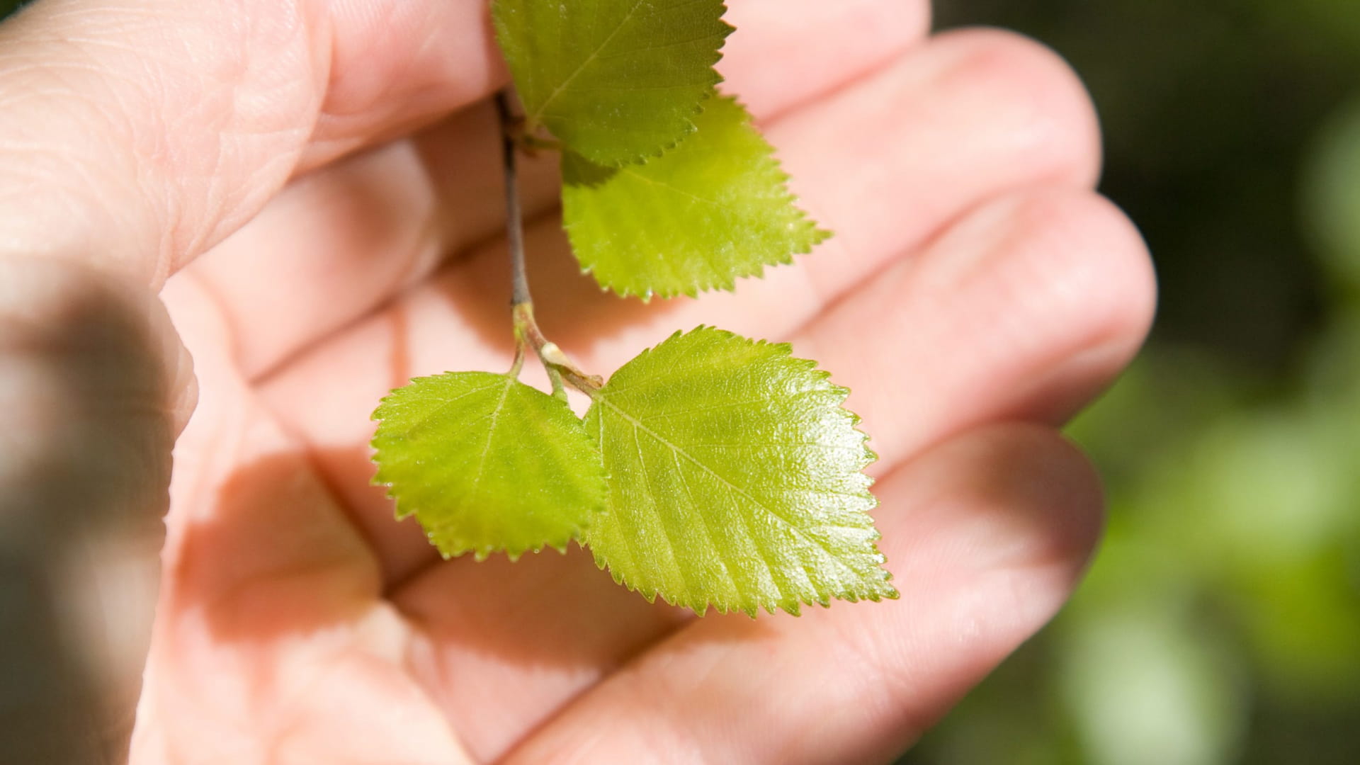 Metsää perintönä vai perintönä metsää?