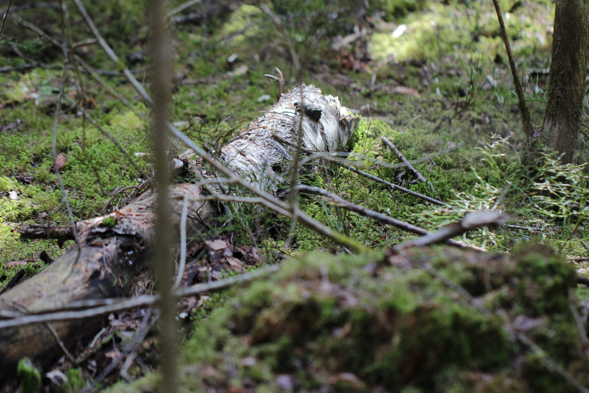 Uskallammeko nähdä metsän ja luonnon palveluna?​