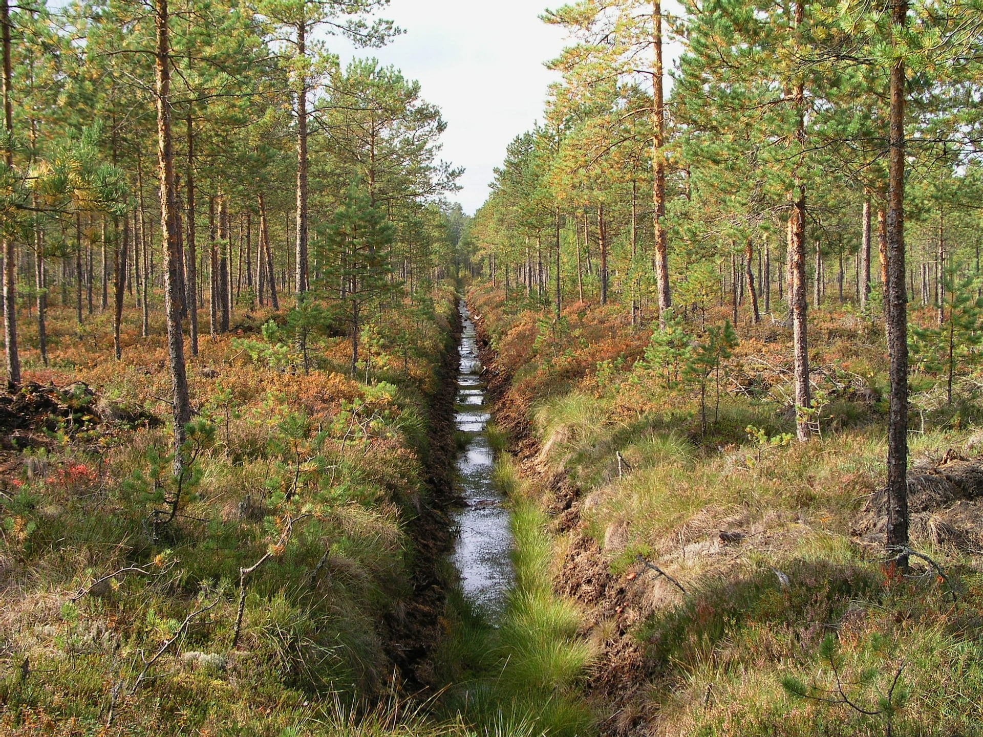 Metsäkeskus - Suometsien puunkorjuu ja puukauppa - mitä uutta?