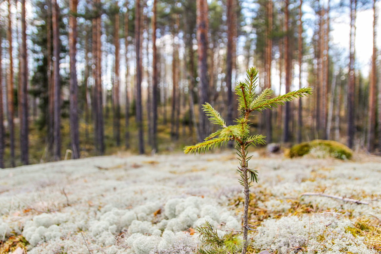 Puumarkkinakatsaus marraskuu 2024