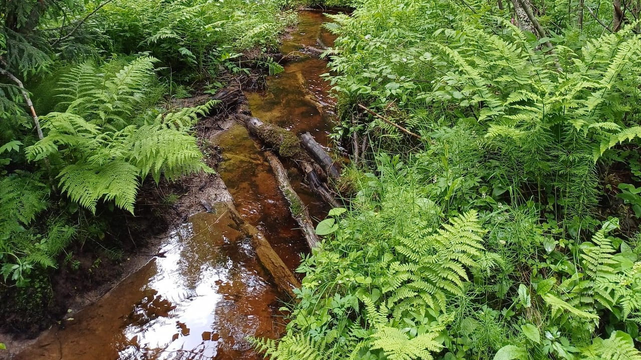 Mitä metsänomistajan kannattaa tietää luonnonarvokaupasta?