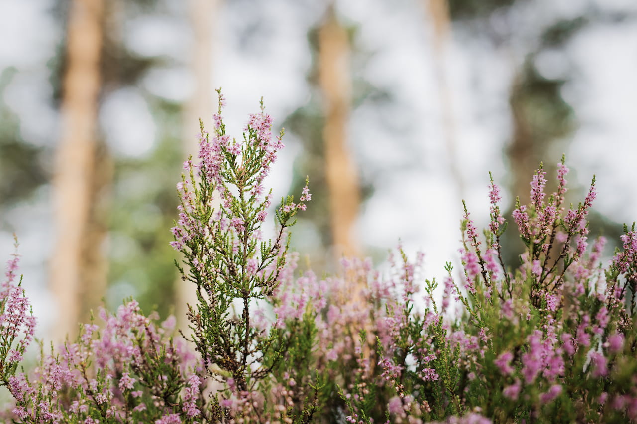 Jäsenet tyytyväisiä Metsänhoitoyhdistykseen - ”Kaikki sujui kuin rasvattu!”