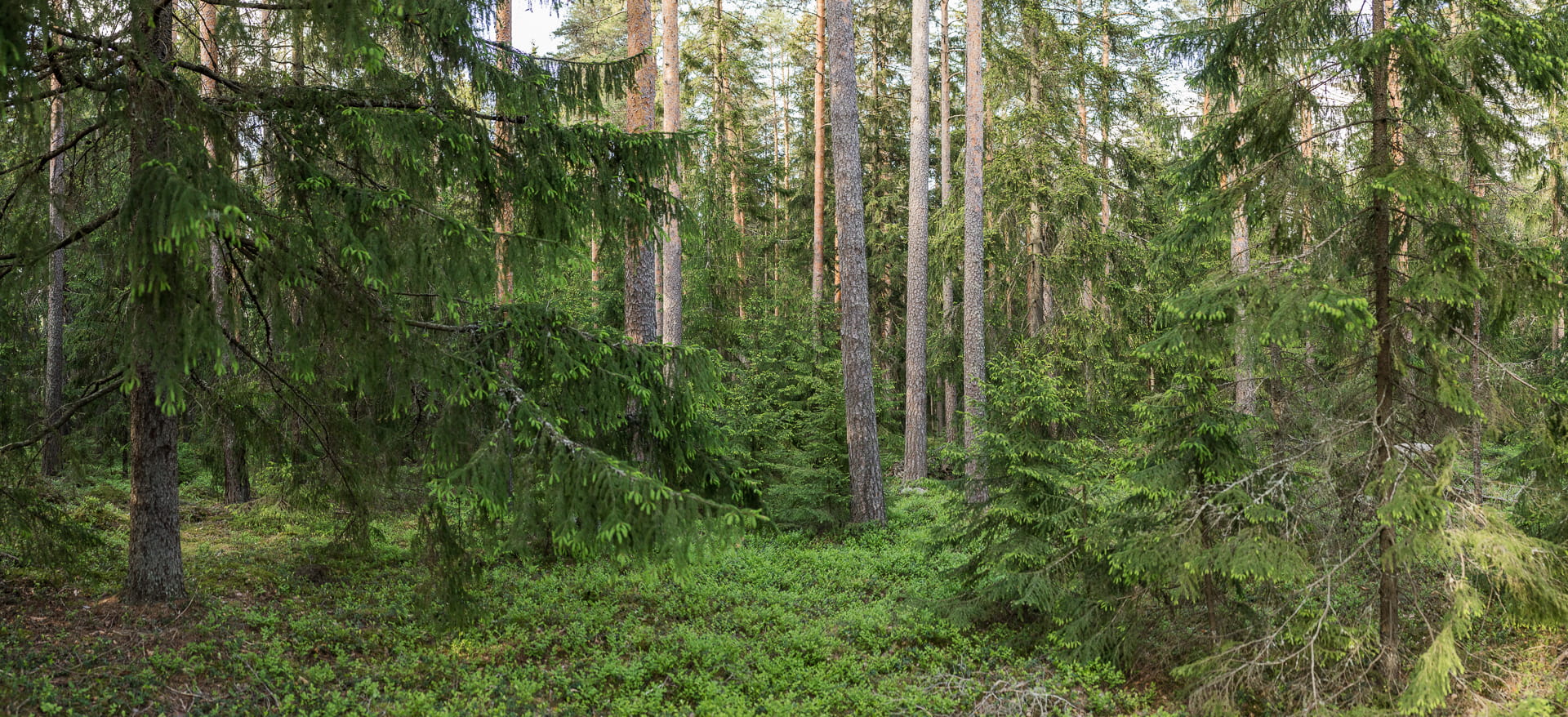 Perinteiset metsätaitokilpailut