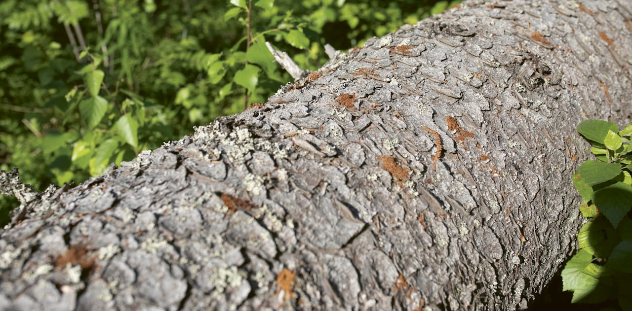 Metsänomistaja puun ja kuoren välissä kirjanpainajan kanssa