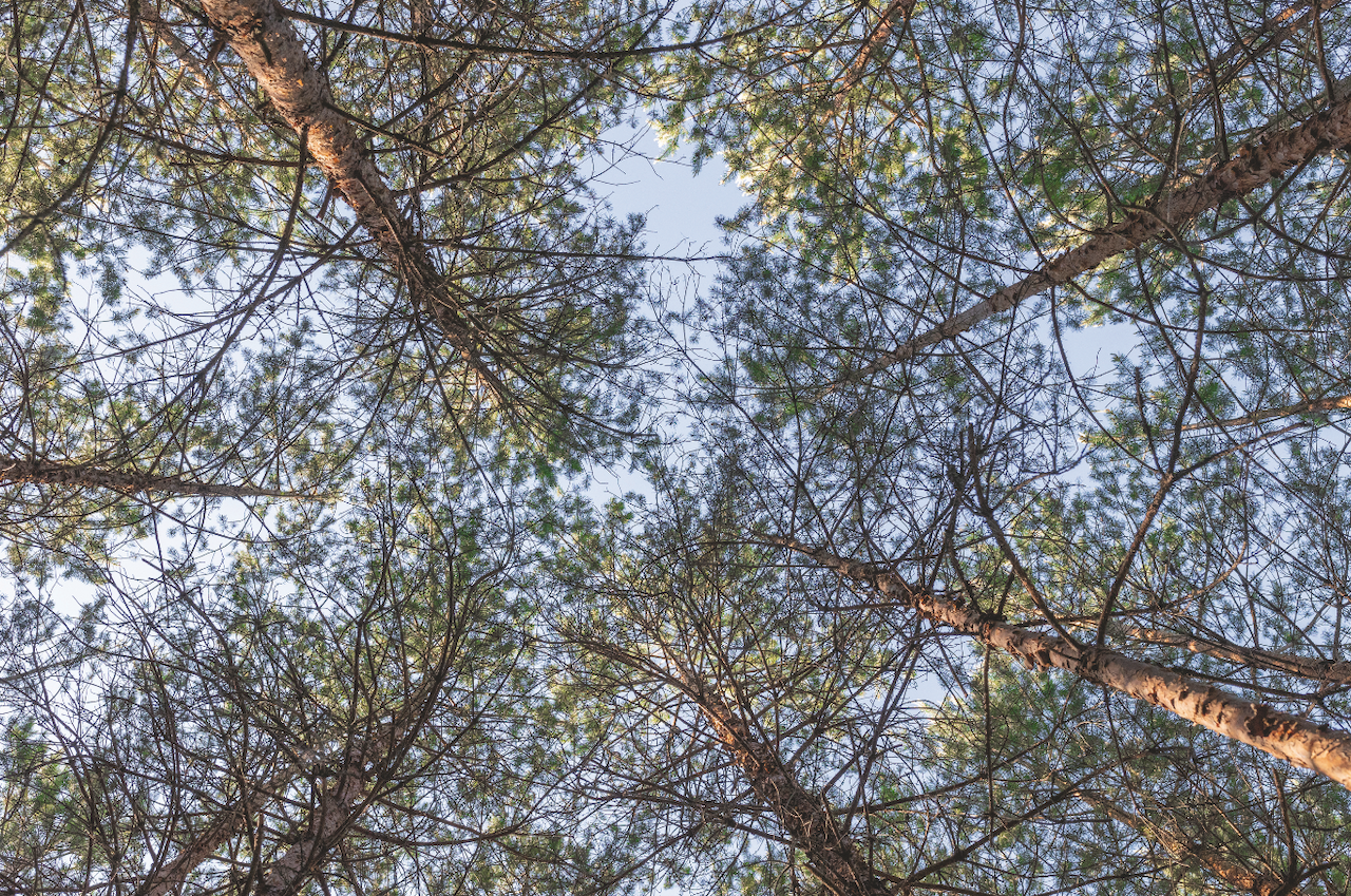 Mistä tietää, että metsä kaipaa harvennusta?