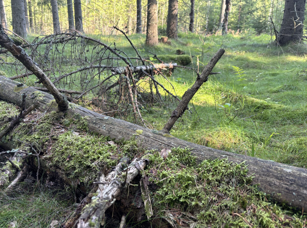 Mikä on ympäristötuki?  