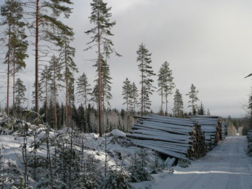 Hyödynnä jäsenyyden edut – käytä metsäammattilaista puukaupassa apuna