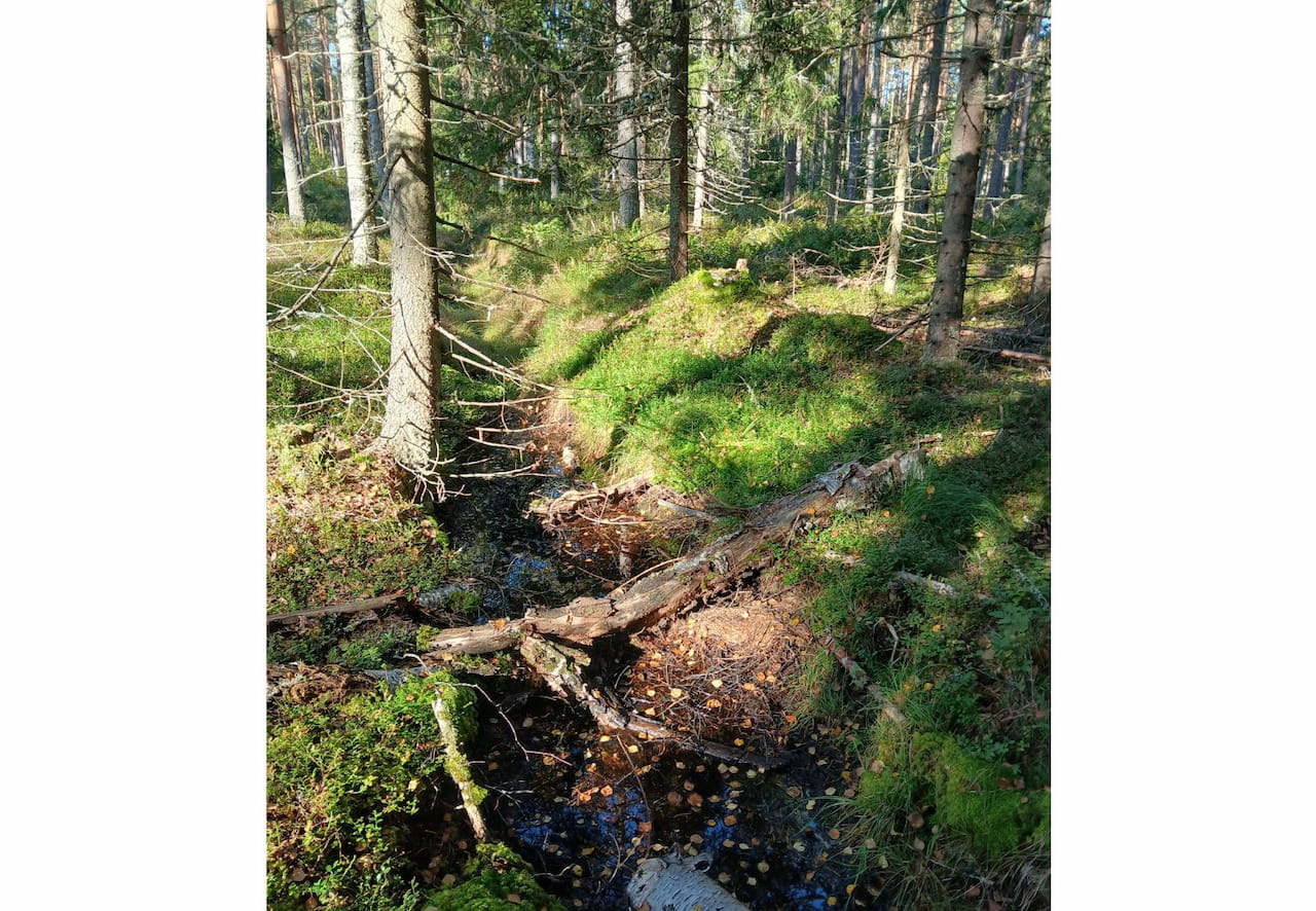 Marita Säämäki