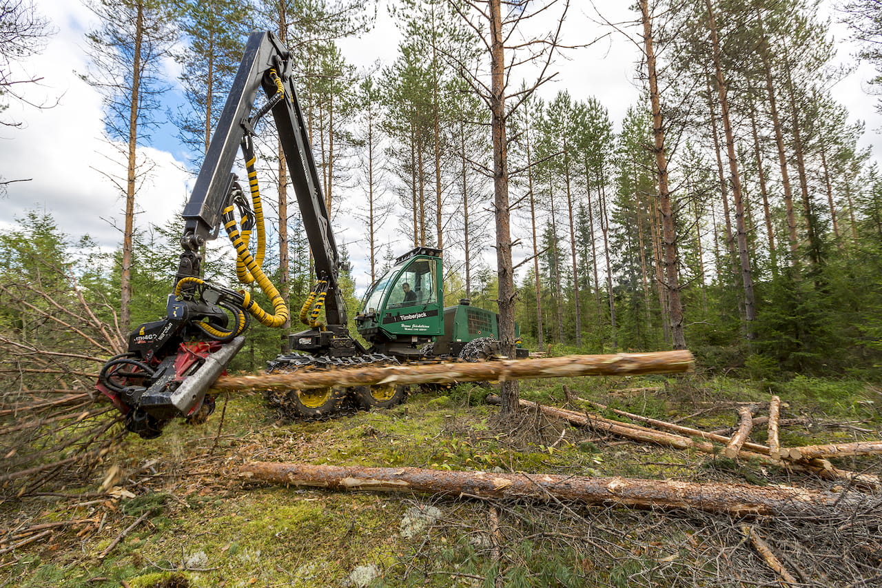 Yhden puulajin metsät vähenevät