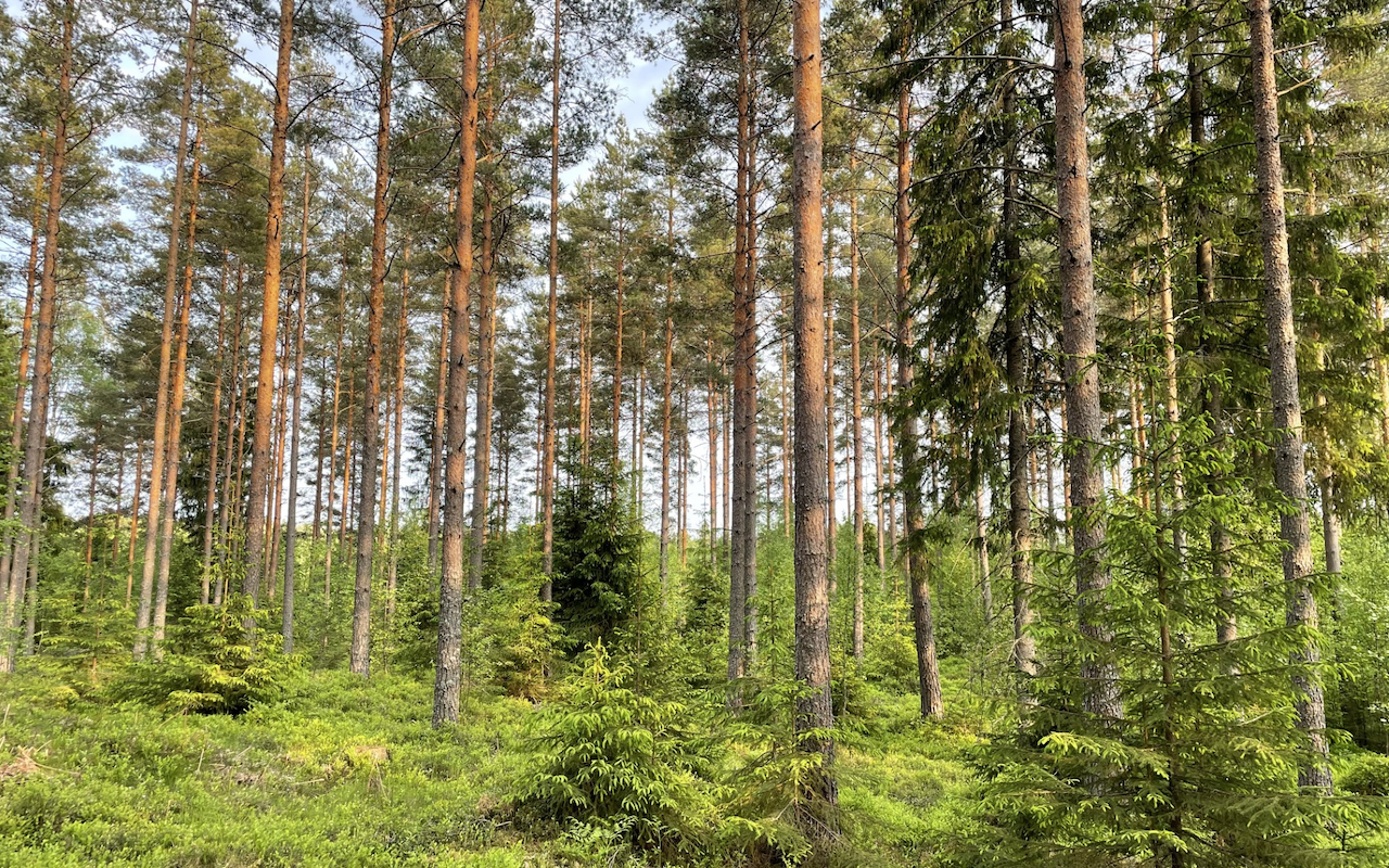 Metsä kasvaa