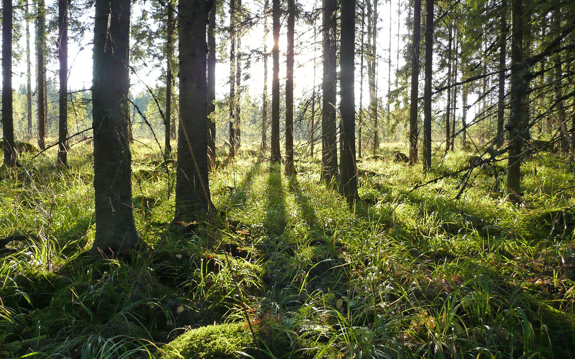 Metsänhoitoyhdistys Länsi-Uusimaa