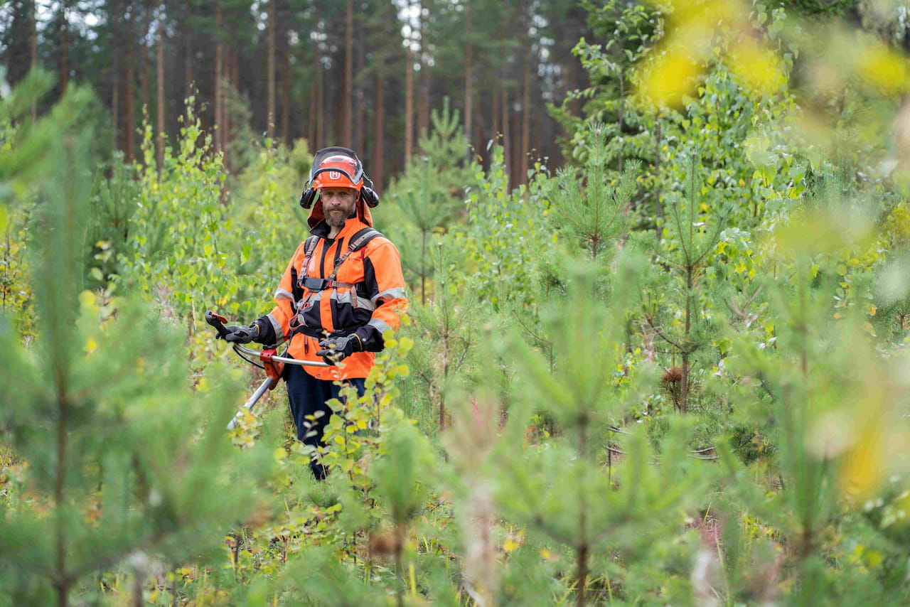 Kesä on parasta taimikonhoitoaikaa