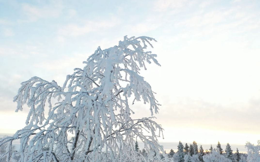 Helmikuun puumarkkinakatsaus