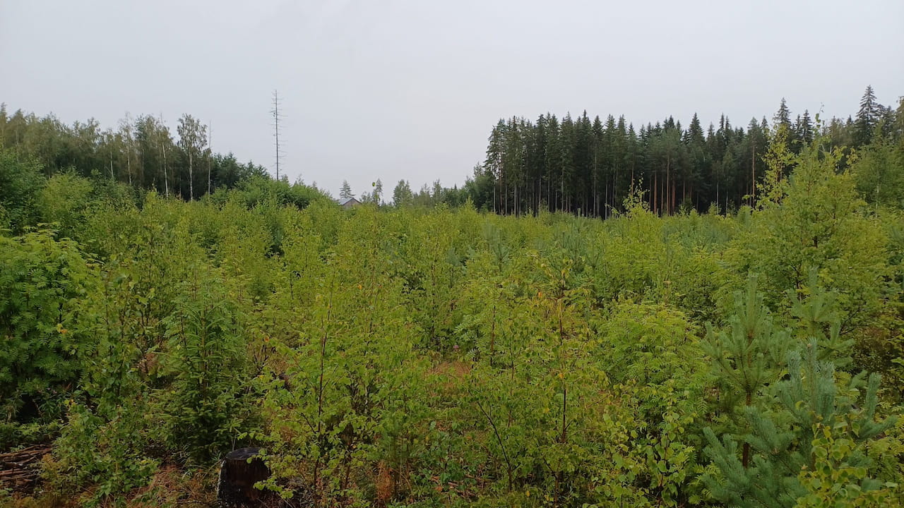 Hakuaika taimikon- ja nuoren metsän hoidon Metka- tukeen lyheni