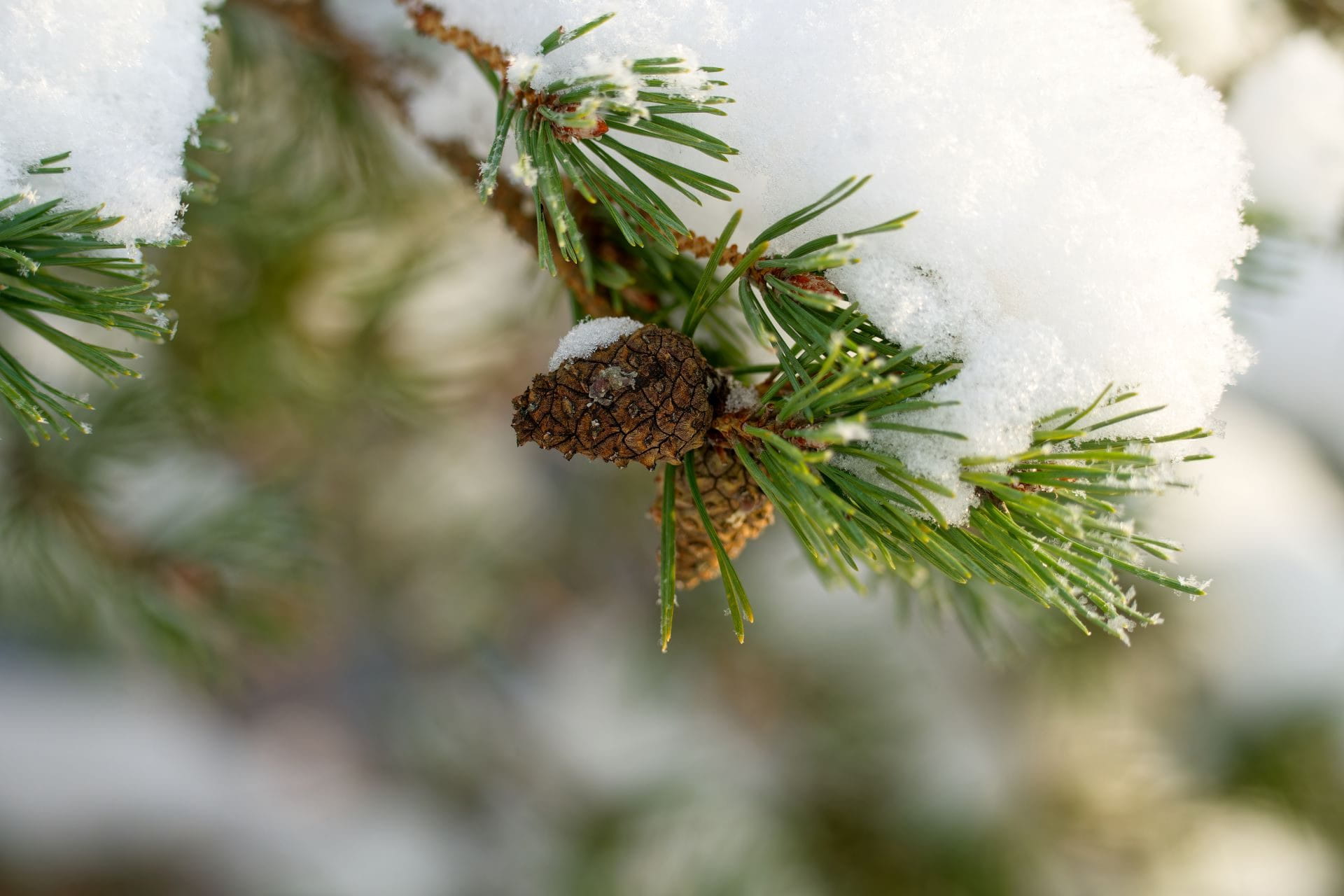 Metsänhoitoyhdistys Mänty-Saimaan valtuuston syyskokous 13.12.2024