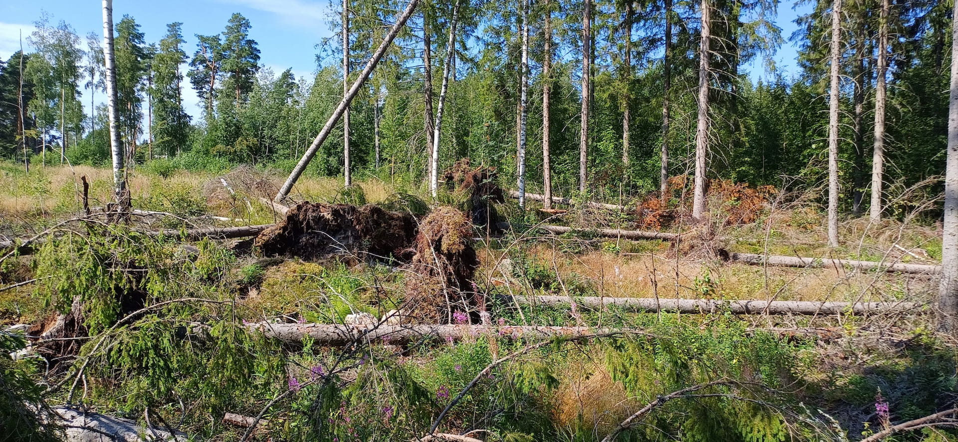 Maastokoulutus metsätuhoista 27.9.2024 klo 12-15 Savitaipaleella