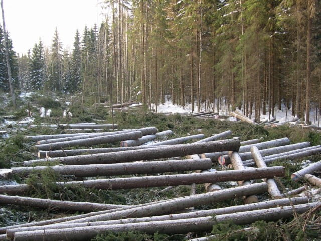 Puukauppa on jäämässä tänä vuonna vaisuksi loppuvuoden tuotemarkkinoiden ongelmien vuoksi