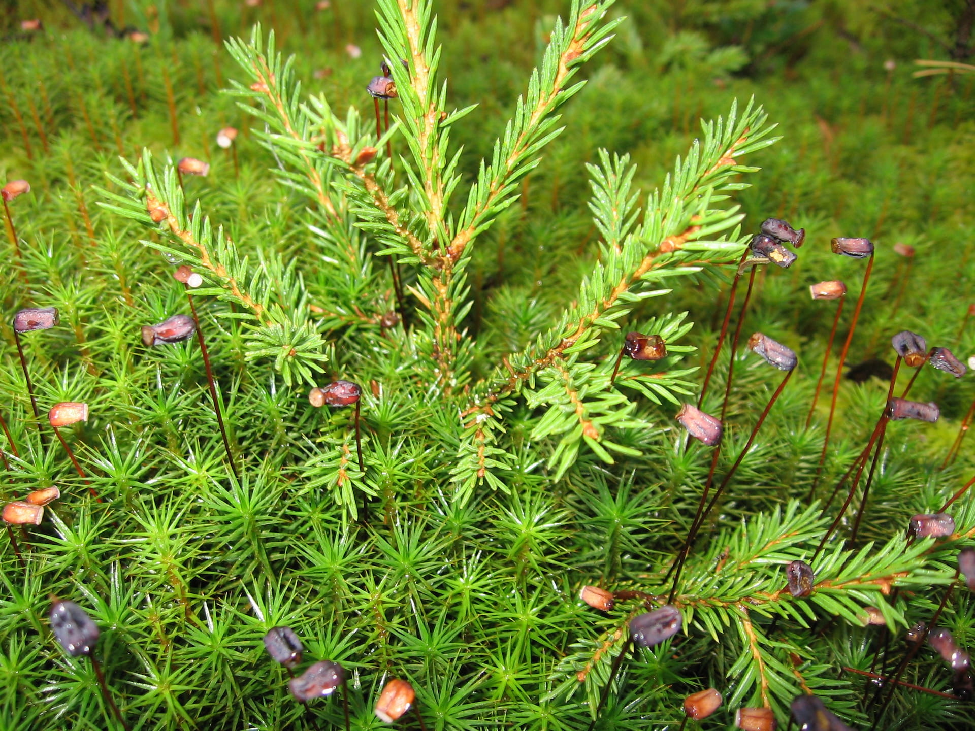 Metsänhoitoyhdistys Pohjois-Pirkka