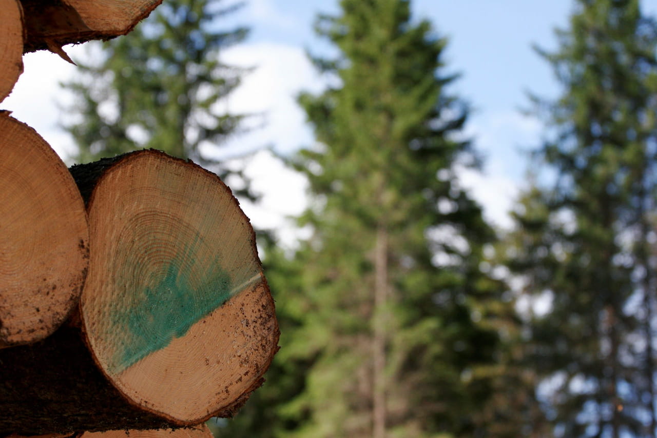 Puun hinnat Päijät-Hämeessä lokakuussa 2025