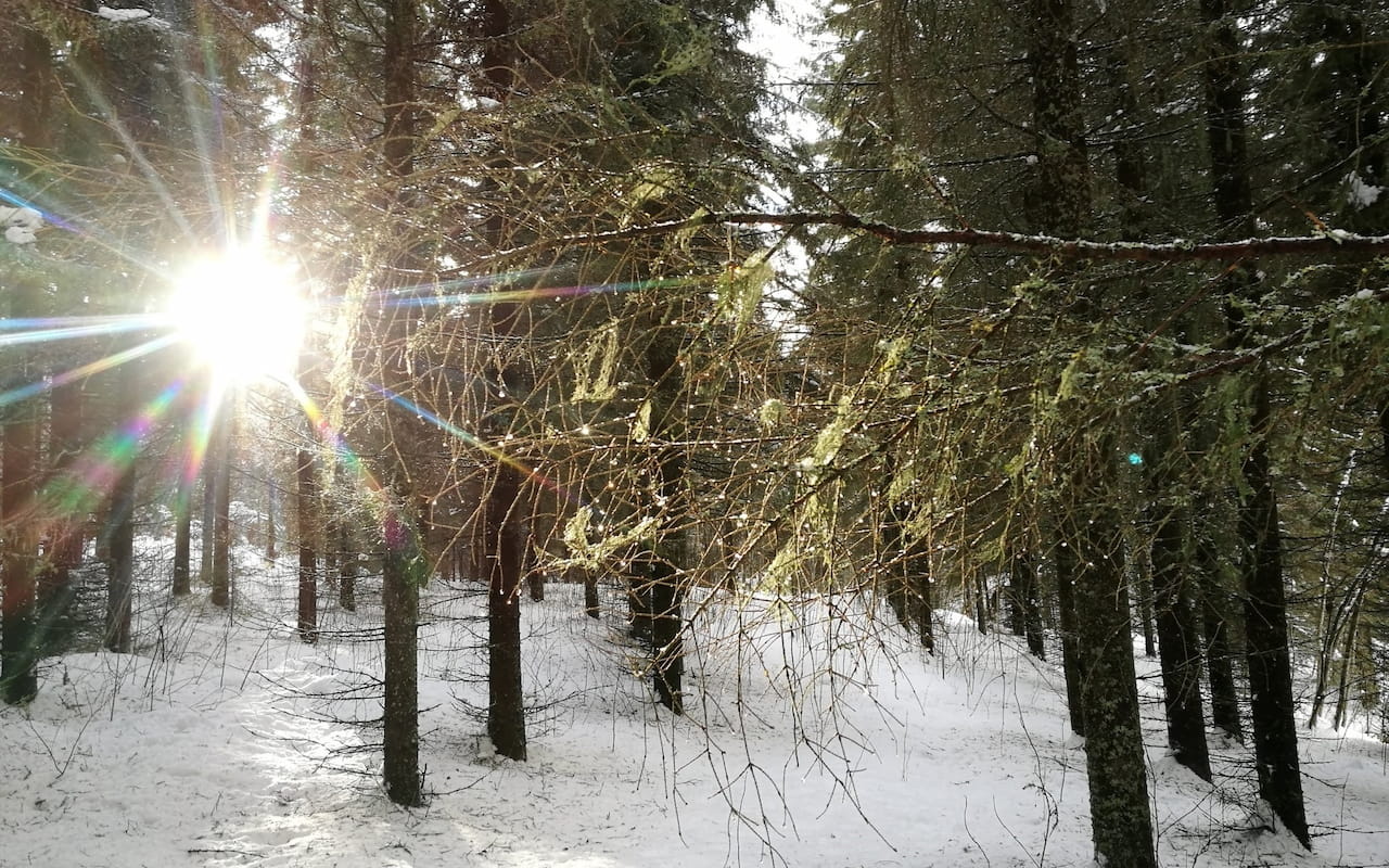 Hyödynnä jäsenyyden edut – käytä metsäammattilaista puukaupassa apuna