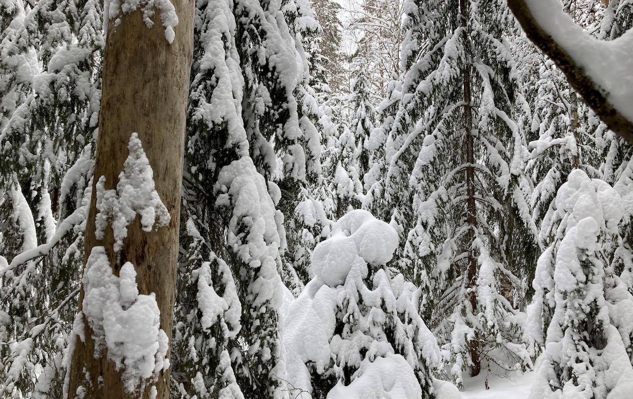 Tarvitsetko apua metsäveroilmoituksen tekemisessä?