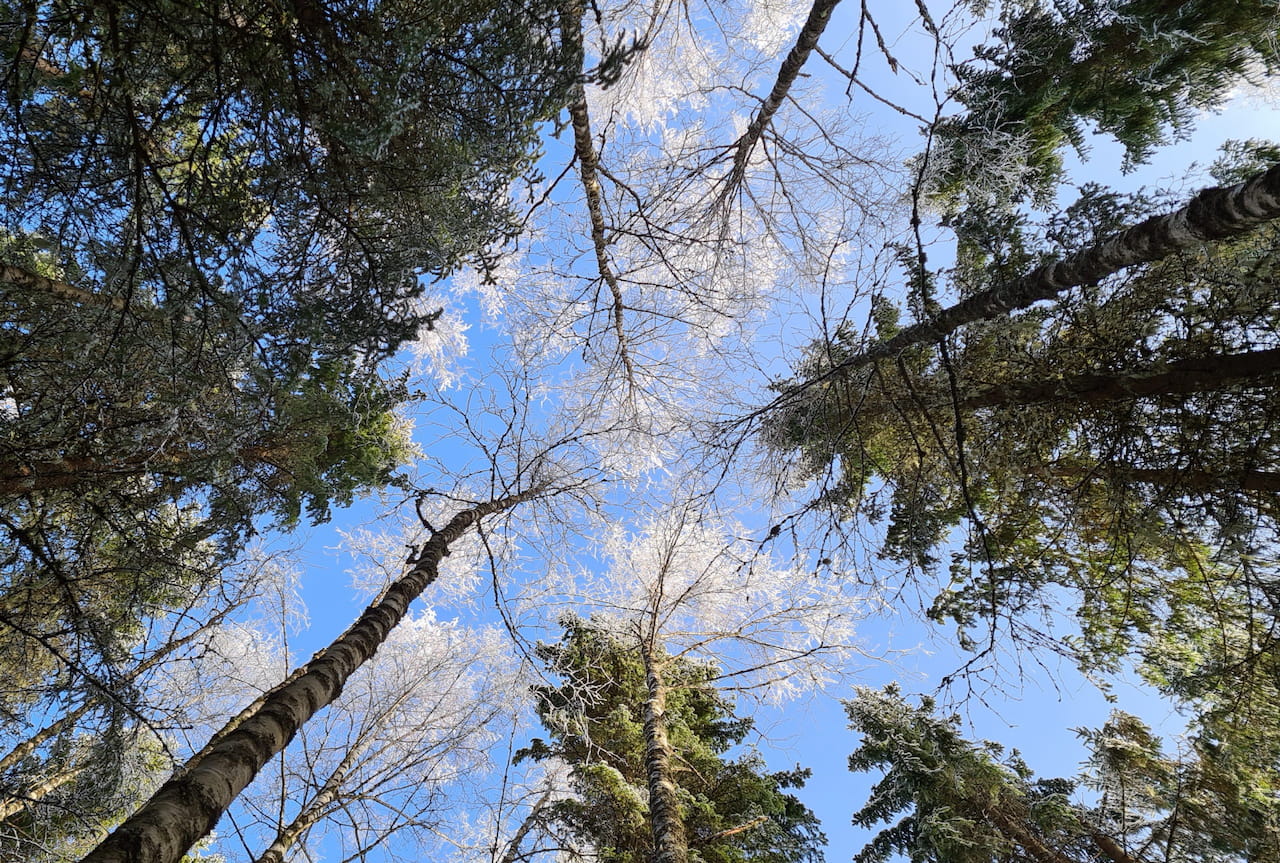 Metsänhoitoyhdistys Savotan valtuusto kokoontui