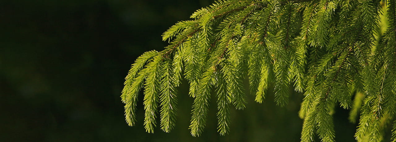 Metsänhoitoyhdistys Siikalakeus järjestää SPV koulutusta jäsenille