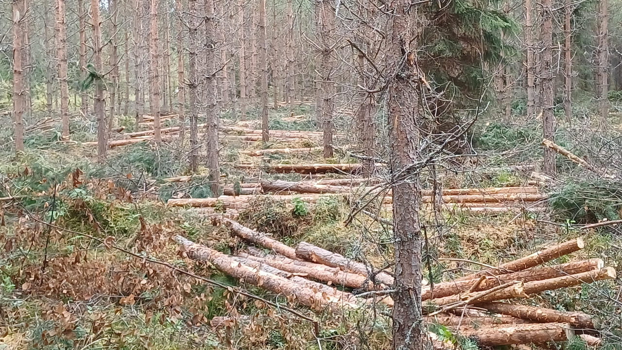 PUUKAUPPAVUOSI NÄYTTÄÄ HYVÄLTÄ POHJOIS-SUOMESSA