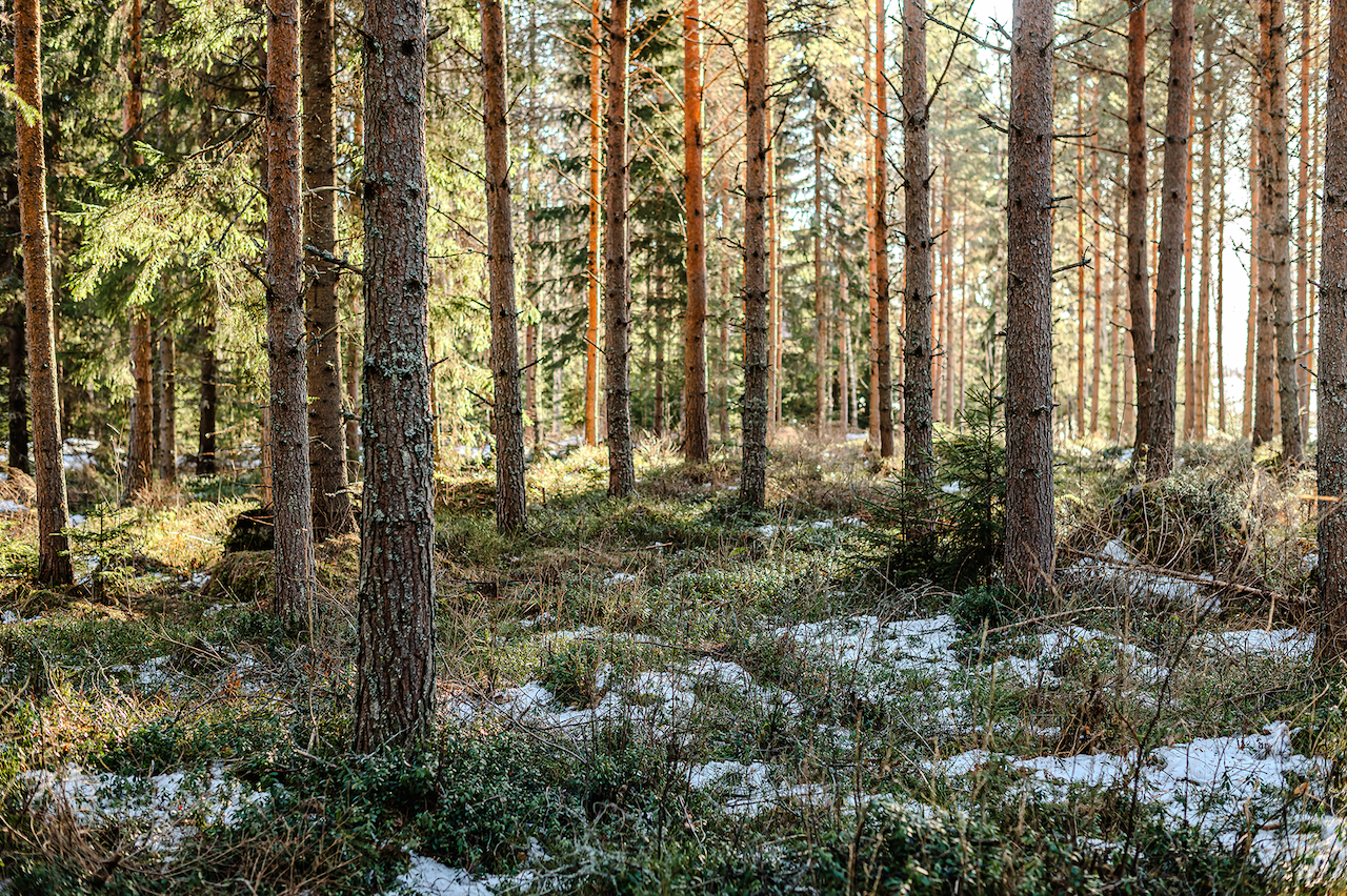 Metsänhoitoyhdistys Österbotten - yhteinen metsä