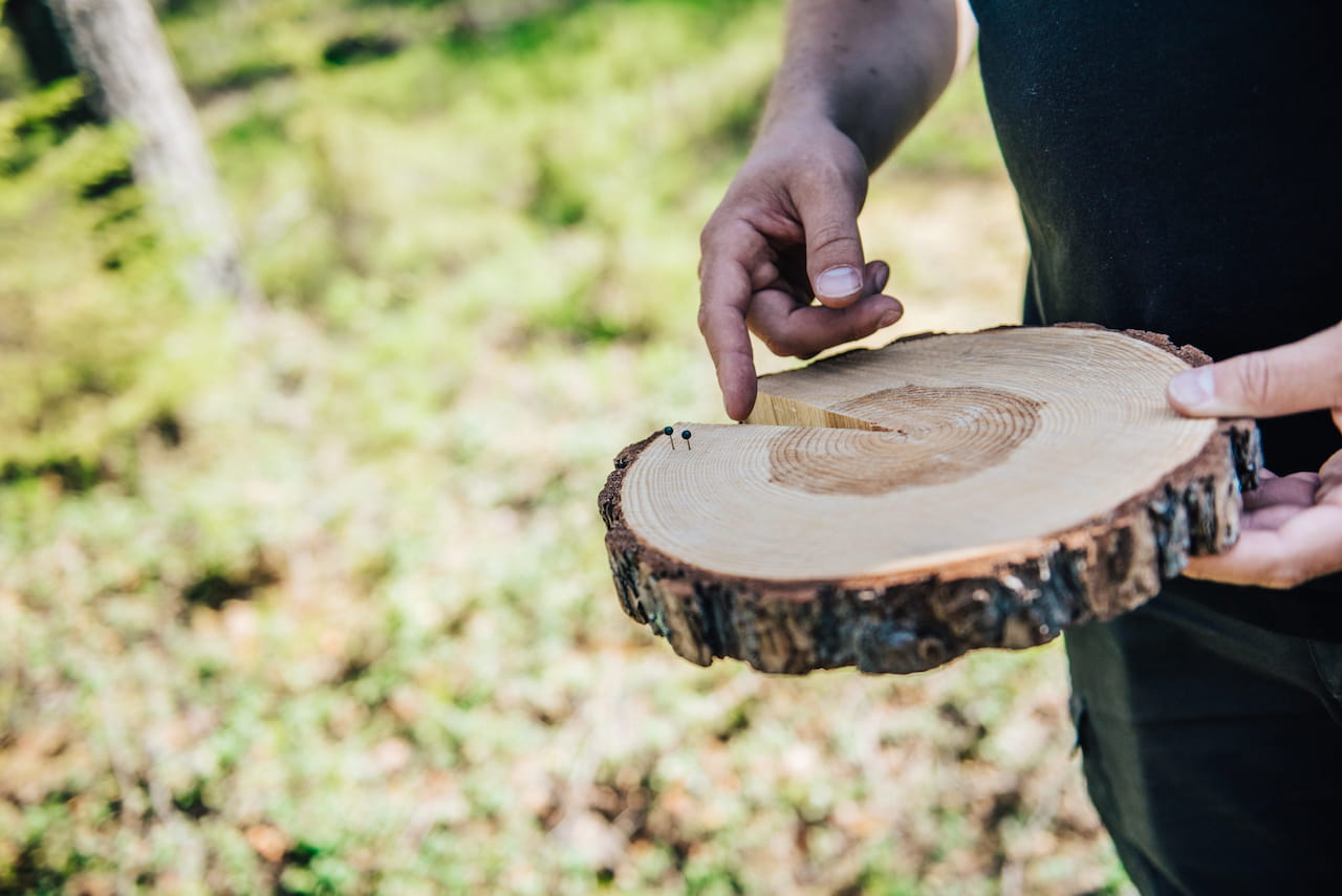 Sijoita pohjoiseen metsääsi – tuottavuutta lannoituksella 