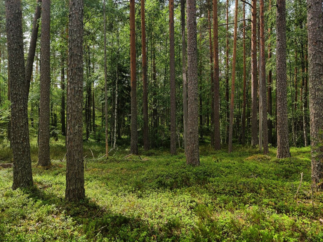 Puumarkkinakatsaus Kesäkuu 2024