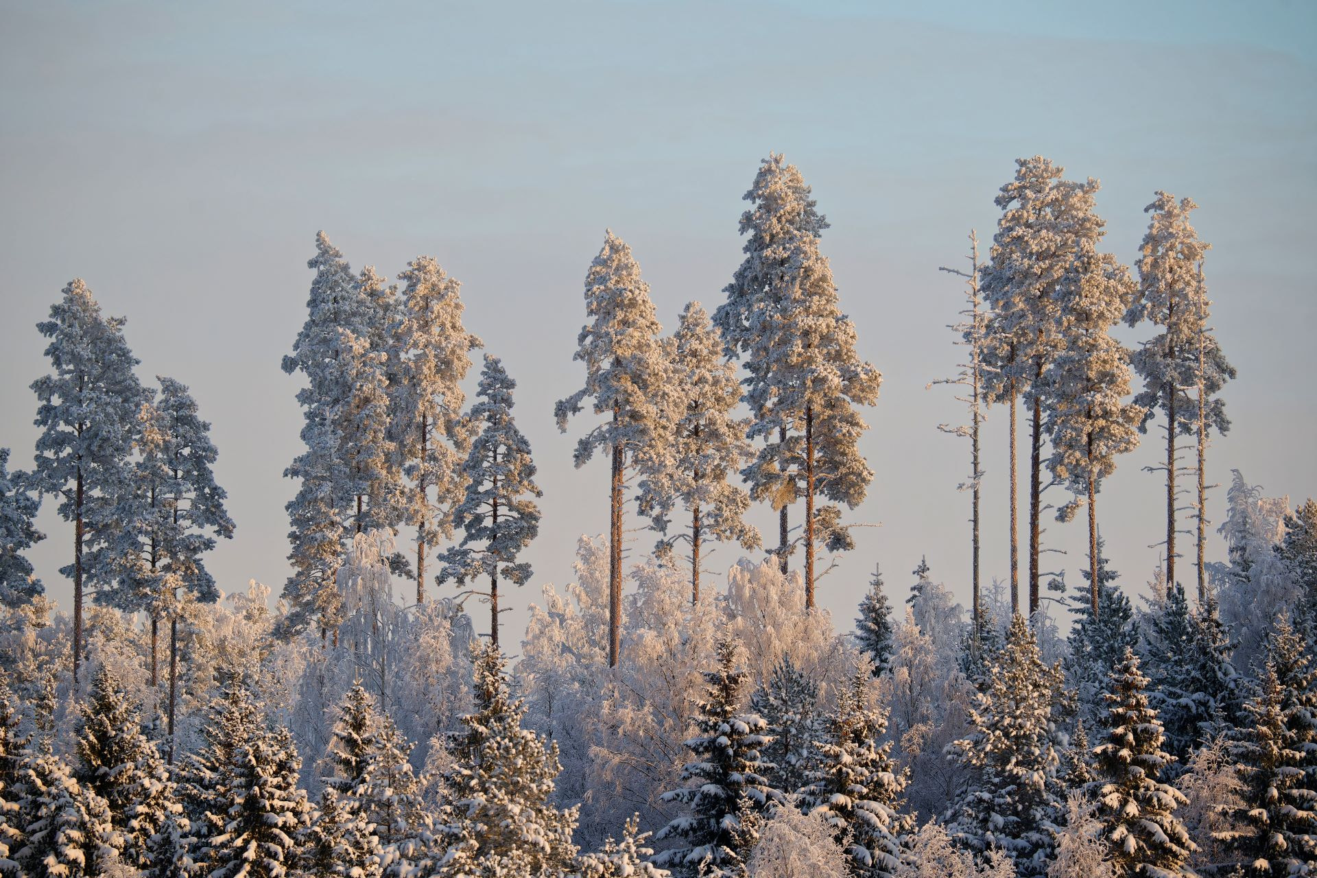 Puumarkkinakatsaus Joulukuu 2024