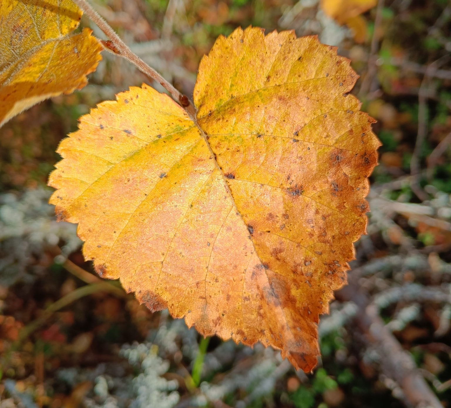 Metsäilta Mäntyharjulla 5.11.2025