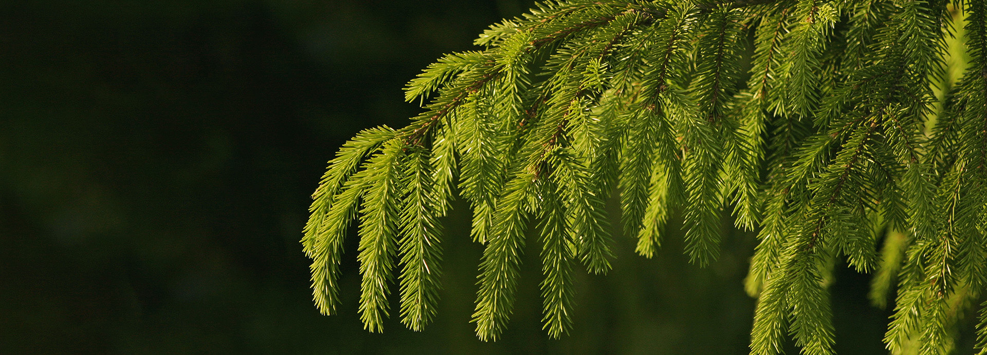 Metsänhoitoyhdistys tuntee metsäsi