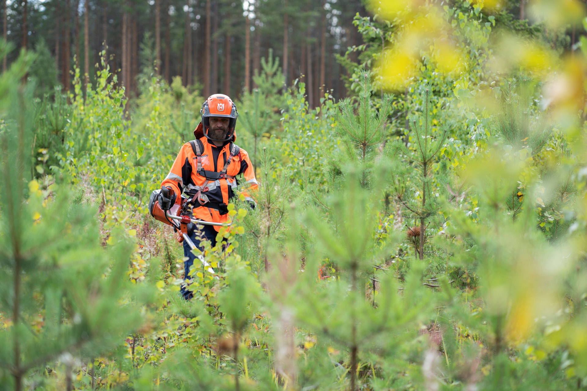 Med bra skogsvård säkerställer du skogens avkastning och att värdet bibehålls för kommande generationer