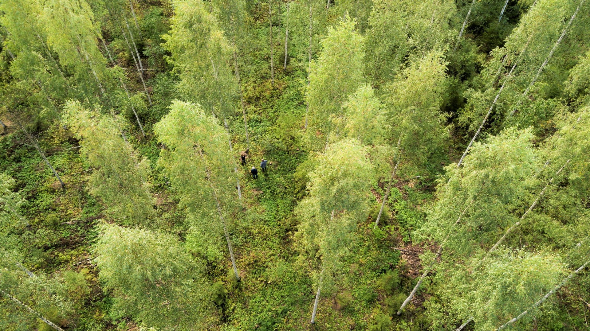 Kiinnostaako sinua yhteismetsä