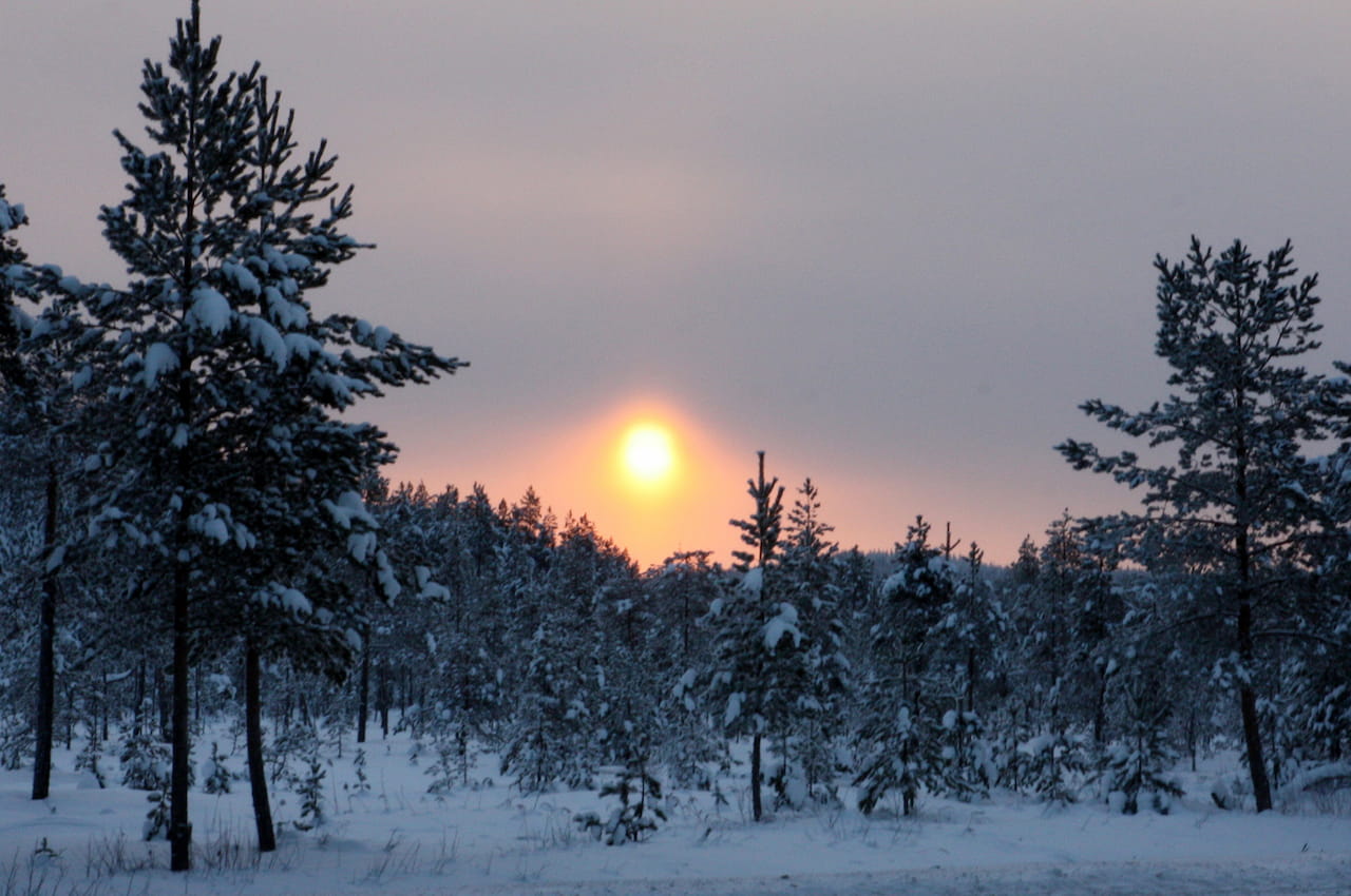 MTK: Pohjois-Suomea koskevien lakien uudistamisilla selkeytettäisiin saamelaisten ja metsänomistajien asemaa